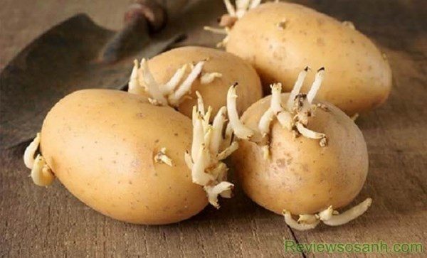 Mầm khoai tây là cách trị mụn cóc hiệu quả