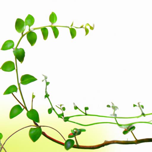 Lá Nguyệt Quế Mua ở đâu